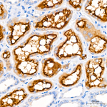 LRP2 Antibody in Immunohistochemistry (Paraffin) (IHC (P))