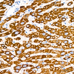 LRP2 Antibody in Immunohistochemistry (Paraffin) (IHC (P))