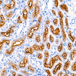 LRP2 Antibody in Immunohistochemistry (Paraffin) (IHC (P))