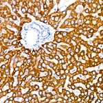 LRP2 Antibody in Immunohistochemistry (Paraffin) (IHC (P))