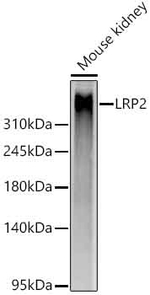LRP2 Antibody in Western Blot (WB)