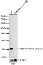 PRDX5 Antibody in Western Blot (WB)