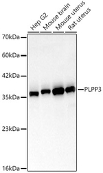 PPAP2B Antibody in Western Blot (WB)