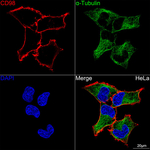 CD98 Antibody in Immunocytochemistry (ICC/IF)