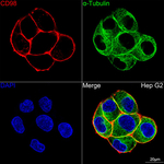 CD98 Recombinant Rabbit Monoclonal Antibody (9T4X4)