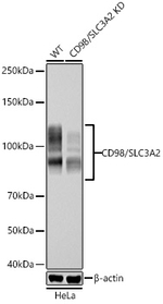 CD98 Antibody in Western Blot (WB)