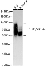 CD98 Antibody in Western Blot (WB)