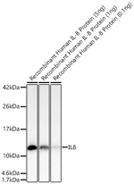 IL-8 Antibody in Western Blot (WB)