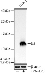 IL-8 Antibody in Western Blot (WB)