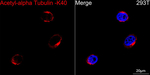 Acetyl-alpha Tubulin (Lys40) Antibody in Immunocytochemistry (ICC/IF)