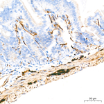 Acetyl-alpha Tubulin (Lys40) Antibody in Immunohistochemistry (Paraffin) (IHC (P))