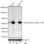 Acetyl-alpha Tubulin (Lys40) Antibody in Western Blot (WB)