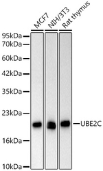 UBE2C Antibody in Western Blot (WB)
