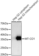 MTCO1 Antibody in Western Blot (WB)