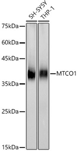 MTCO1 Antibody in Western Blot (WB)