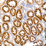 GLYAT Antibody in Immunohistochemistry (Paraffin) (IHC (P))