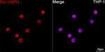 PU.1 Recombinant Rabbit Monoclonal Antibody (10C5U3)