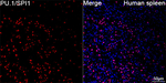 PU.1 Antibody in Immunohistochemistry (Paraffin) (IHC (P))