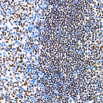 PU.1 Antibody in Immunohistochemistry (Paraffin) (IHC (P))