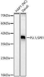 PU.1 Antibody in Western Blot (WB)