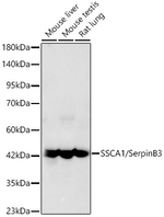 SERPINB3 Antibody in Western Blot (WB)