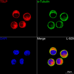 TSLP Antibody in Immunocytochemistry (ICC/IF)