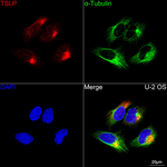 TSLP Antibody in Immunocytochemistry (ICC/IF)