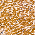 TSLP Antibody in Immunohistochemistry (Paraffin) (IHC (P))