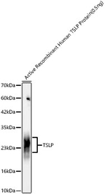 TSLP Antibody in Western Blot (WB)