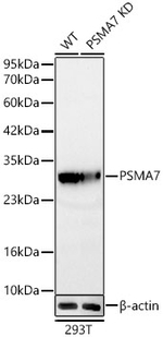 PSMA7 Antibody in Western Blot (WB)