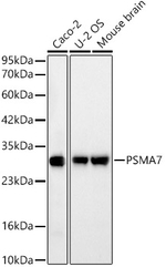PSMA7 Antibody in Western Blot (WB)
