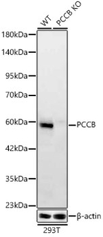 PCCB Antibody in Western Blot (WB)