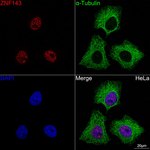 ZNF143 Antibody in Immunocytochemistry (ICC/IF)