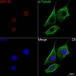 ZNF143 Antibody in Immunocytochemistry (ICC/IF)