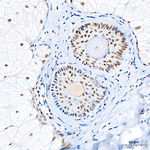 ZNF143 Antibody in Immunohistochemistry (Paraffin) (IHC (P))