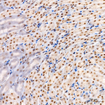 ZNF143 Antibody in Immunohistochemistry (Paraffin) (IHC (P))