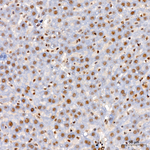 ZNF143 Antibody in Immunohistochemistry (Paraffin) (IHC (P))