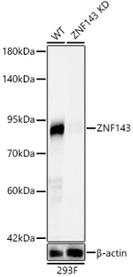 ZNF143 Antibody in Western Blot (WB)