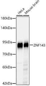 ZNF143 Antibody in Western Blot (WB)