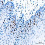 RACGAP1 Antibody in Immunohistochemistry (Paraffin) (IHC (P))