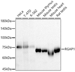 RACGAP1 Antibody in Western Blot (WB)