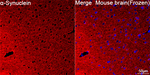 alpha Synuclein Antibody in Immunohistochemistry (Frozen) (IHC (F))