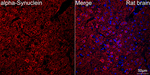 alpha Synuclein Antibody in Immunohistochemistry (Paraffin) (IHC (P))