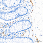 alpha Synuclein Antibody in Immunohistochemistry (Paraffin) (IHC (P))