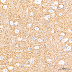 alpha Synuclein Antibody in Immunohistochemistry (Paraffin) (IHC (P))