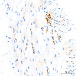 alpha Synuclein Antibody in Immunohistochemistry (Paraffin) (IHC (P))