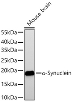 alpha Synuclein Antibody in Western Blot (WB)