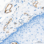 NG2 Antibody in Immunohistochemistry (Paraffin) (IHC (P))