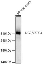 NG2 Antibody in Western Blot (WB)