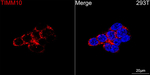 TIMM10 Antibody in Immunocytochemistry (ICC/IF)